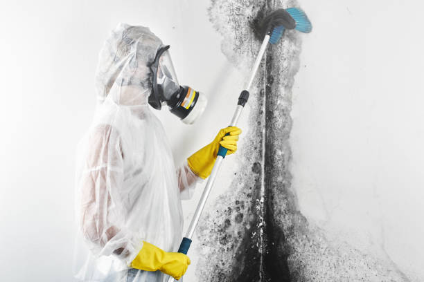 Best Basement Mold Removal  in Rossford, OH