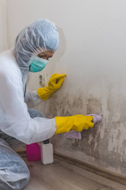 Best Water Damage & Mold Remediation  in Rossford, OH