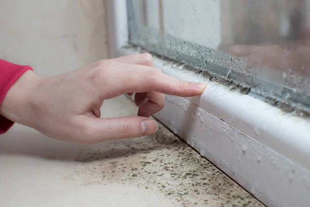 Best Air Quality Testing for Mold Spores  in Rossford, OH